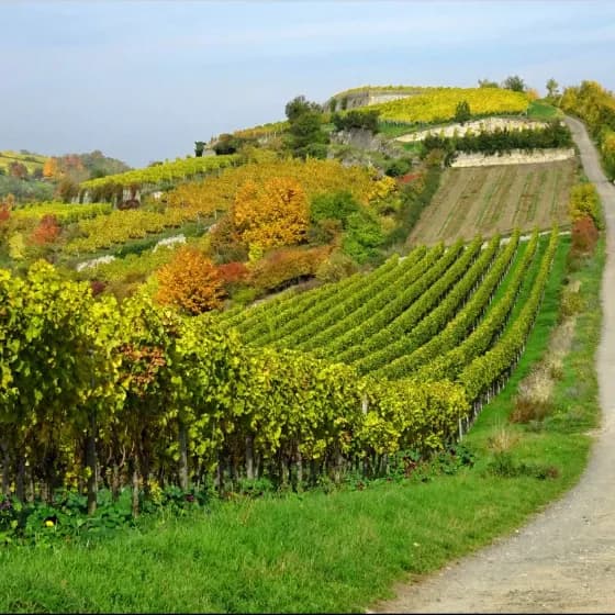 Elwetritsche Jagd - Elwetritsche Jagd nochem Worschtmarkt