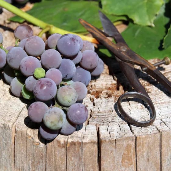 Weinseminar 2026 - Weinseminar I Herbst 2026