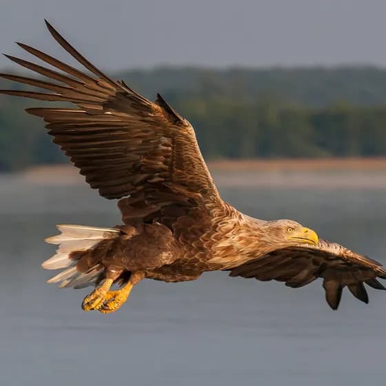 Faszination Seeadler -