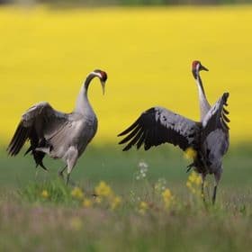 Faszination Kranich - Radwanderung zum Pramort -