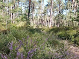 Geführte Wanderungen 2026 in der Region Uelzen  - Von der „Römerschanze“ zur Heideblüte