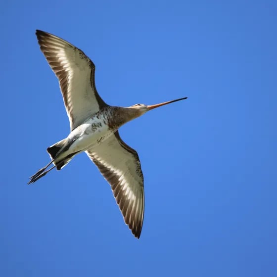 Ornithologische Führung - Was fliegt denn da? -