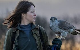 NaturfilmNächte Fischland-Darß-Zingst 2026 - Sommerkino – NaturfilmNacht Born: »H wie Habicht«