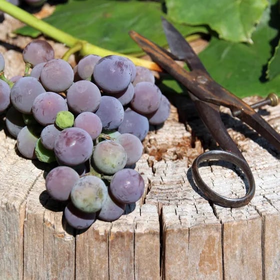 Weinseminar 2026 - Weinseminar II Herbst 2026