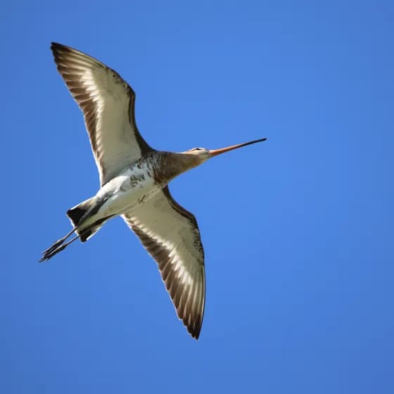 Ornithologische Führung - Was fliegt denn da? -