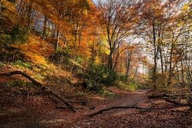 Geführte Wanderungen 2026 in der Region Uelzen - Wanderung durch das Naturschutzgebiet „Im Sieken und Bruch“